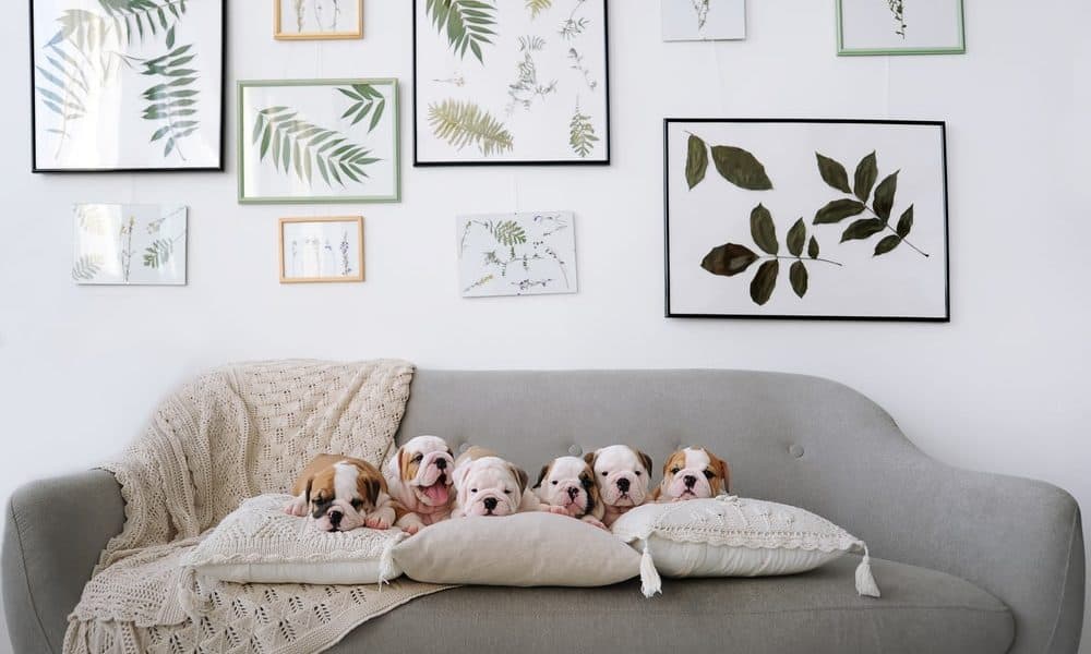 Trends in Pet-Friendly Home Design and Modifications