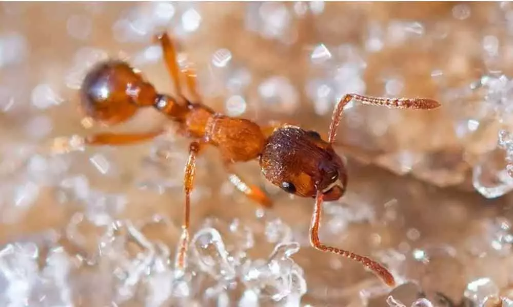 Cute Little Ants – Are They Even Harmful?