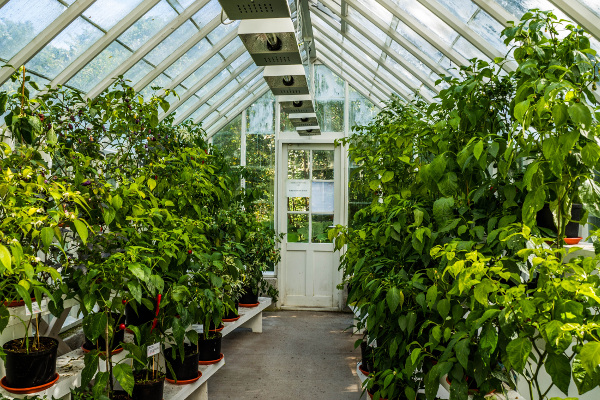 High-End Greenhouses